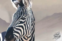 Zebra image 5