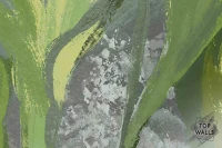 Lonart image 5