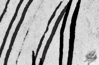 Elegia image 6