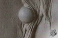 Signorina image 6