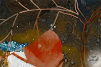 Fortuna image 6