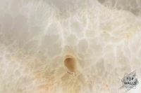 Opalum image 6
