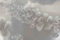 Jasmin image 5