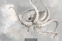 Octopus image 5