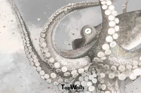 Octopus image 3