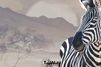 Zebra image 3